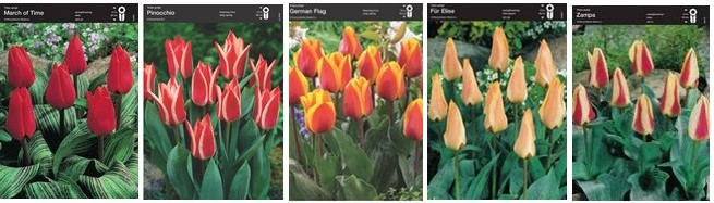 Тюльпан гибрид грейга (шоубокс)